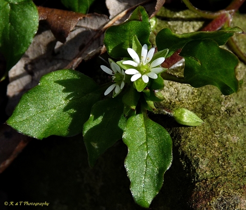 {Stellaria media}